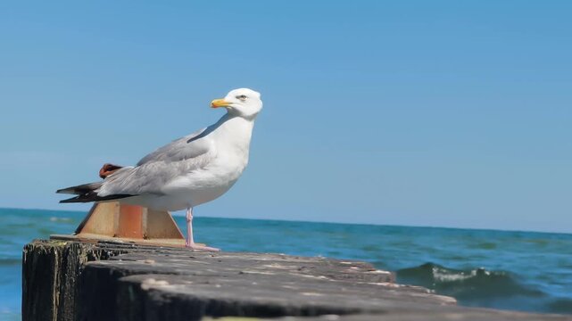 Eine Silberm&ouml;we steht auf einer h&ouml;lzernen Buhne am Meer bei blauem Himmel