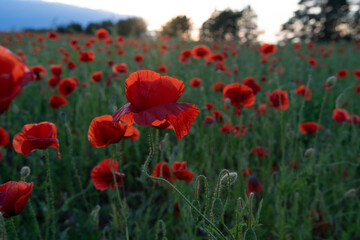 Fototapeta premium art shot of wild red beautiful poppy flowers blossoming at field at sunset evening. close up