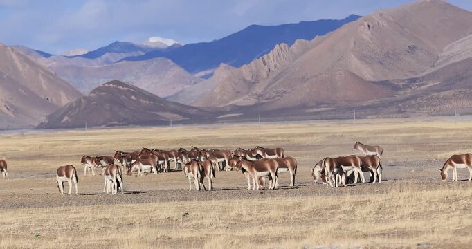 Equus kiang in high altitude grassland	