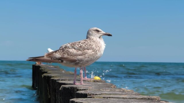 Zwei junge Silberm&ouml;wen sitzen auf einem h&ouml;lzernen Buhnenpfahl im Meer