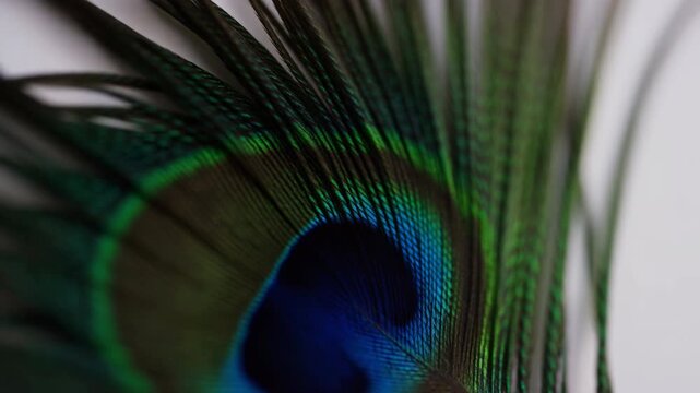 peacock feathers observed in a serene natural setting with a neutral background and close-up, frontal view of the vibrant green and blue plumage against a black and white backdrop.