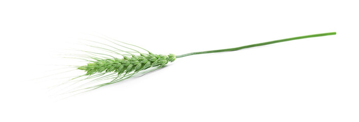 Fototapeta premium One green wheat spike isolated on white