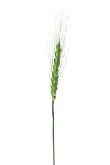 Fototapeta premium One green wheat spike isolated on white