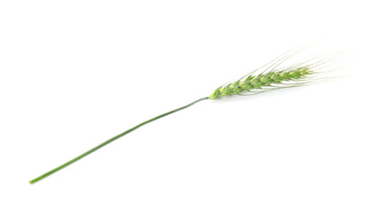 Fototapeta premium One green wheat spike isolated on white