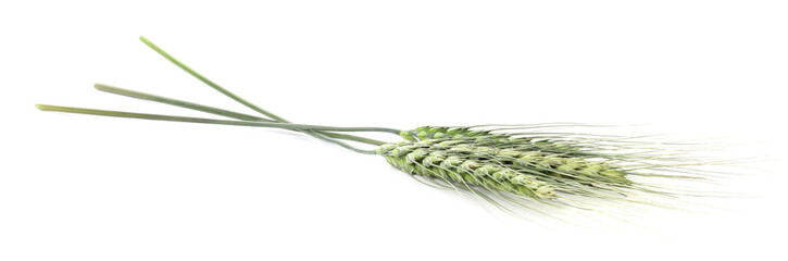 Fototapeta premium Three green wheat spikes isolated on white