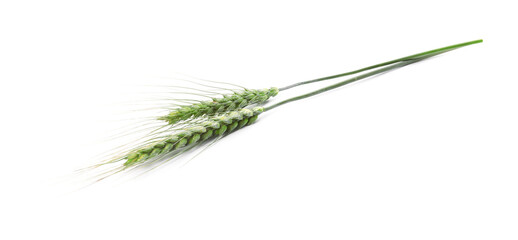 Fototapeta premium Two green wheat spikes isolated on white