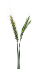 Fototapeta premium Three green wheat spikes isolated on white