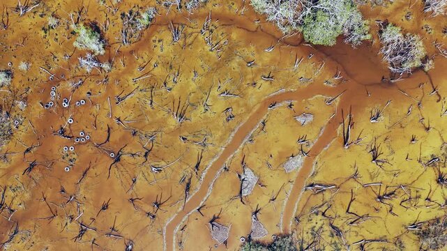 Polluted mangrove forest with dead trees and tires