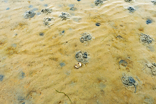 Characteristic lugworm casts on the sandy floor of the Wadden Sea at low tide with seashells in the foreground. Photographed in landscape orientation.