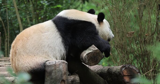 Giant panda in the zoo 