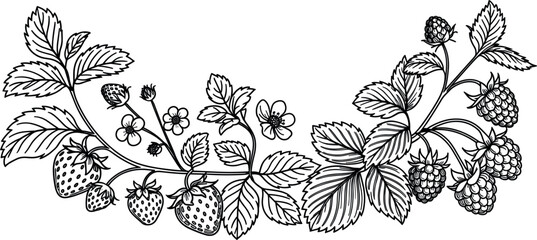 Strawberry and raspberry berry vine garland botanical sketch, hand drawn black line engraving border vector nature template © Puley