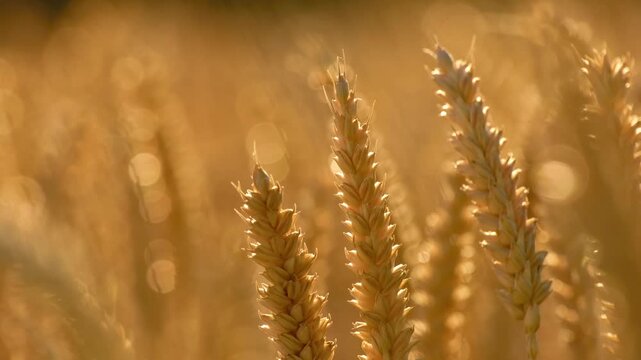 Close-up of wheat spikes glowing in warm backlight and moving in the breeze