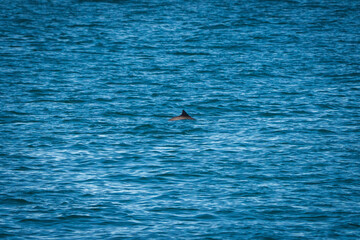 Fototapeta premium Harbour Porpoise Dorsal Fin Breaking the Surface on the Isle of Mull