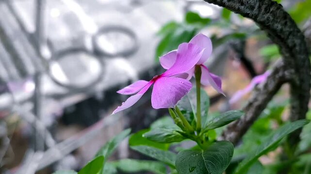 madagascar periwinkle flowers with the rain in the background.