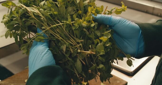 close-up marjoram in hands of worker in protective gloves. stages of work preparation for work at plant herbs spices. large-scale production of processing fresh greens herbs for sale packaging sorting
