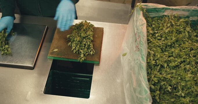 close-up marjoram in hands of worker in protective gloves. stages of work preparation for work at plant herbs spices. large-scale production of processing fresh greens herbs for sale packaging sorting