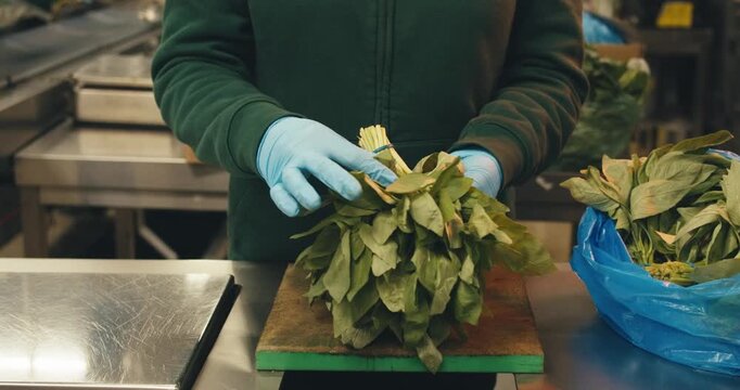 close-up basil in hands of worker in protective gloves. stages of work preparation for work at plant herbs spices. large-scale production of processing fresh greens herbs for sale packaging, sorting