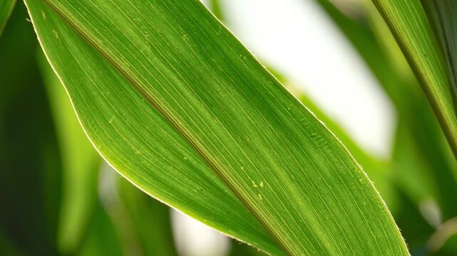 Macro view of backlit maize leaf swaying in warm sunlight