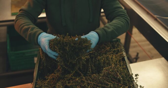 close-up parsley in hands of worker in protective gloves. stages of work preparation for work at plant herbs spices. large-scale production of processing fresh greens herbs for sale packaging, sorting