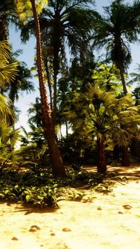 Bright sunlight shines on tall palm trees in a tropical area. The ground is sandy with scattered rocks and vibrant greenery. The setting is warm and inviting for outdoor activities.