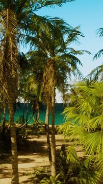 Tall palm trees surround a sandy path leading to the beach. The sun shines brightly above, casting shadows on the lush greenery. The ocean is visible in the distance.