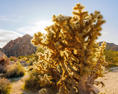 Large Buckhorn Cholla Cactus on The Indian Cove Nature Trail, Joshua tree National Park, California, USA
