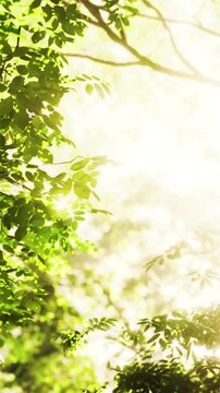 Bright light shines through green leaves in a forest. Sunlight creates a warm glow among the foliage. The scene shows trees and nature during the day.