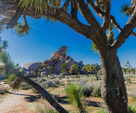 Joshua Tree Forest and Granite Rock Formation at Ryan Campground, Joshua Tree National Park, California, USA
