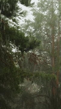 Vertical video. Heavy rain falls through a dense pine forest with mist drifting between tall trees.