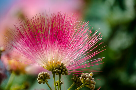 Albizia julibrissin &mdash;conocida como &aacute;rbol de la seda de Persia, &aacute;rbol de la seda rosa o mimosa&mdash; es una especie de &aacute;rbol de la familia Fabaceae