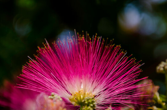 Albizia julibrissin &mdash;conocida como &aacute;rbol de la seda de Persia, &aacute;rbol de la seda rosa o mimosa&mdash; es una especie de &aacute;rbol de la familia Fabaceae