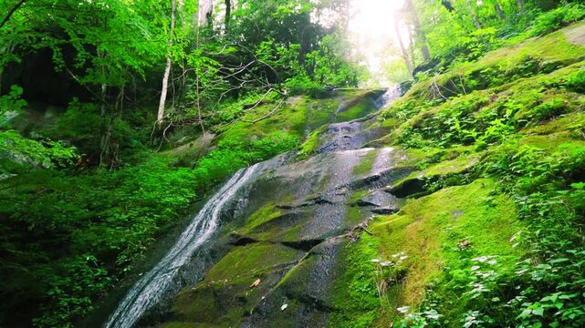 Porters Creek Sliding Down The Moss Covered Granite Wall at Fern Branch Falls, Greenbrier, Great Smoky Mountains National Park, Tennessee, USA