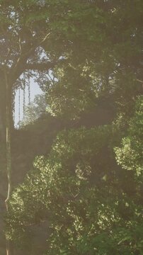 Sunlight filters through the leaves of tall trees in a lush forest. The scene captures the vibrancy of nature on a clear day. Birds can be seen moving among the branches, adding life to the area.