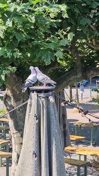 Two doves interacting affectionately, the video was recorded in Frankfurt, Germany.	
