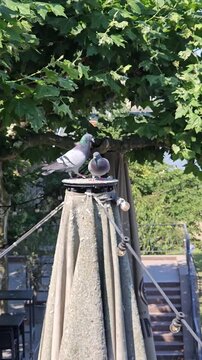 Two doves interacting affectionately, the video was recorded in Frankfurt, Germany.