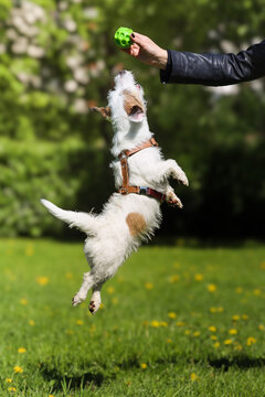 Action shot of a small white and brown Jack Russell Terrier jumping high in the air to catch a green ball held by a human hand. The energetic dog, wearing a brown leather harness