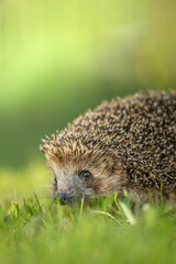Close-up portrait of a cute wild hedgehog foraging in fresh green grass © antoie