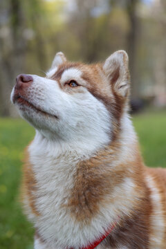 Portrait of a beautiful Pomsky dog with red-brown and white coat looking upward. Noble mixed breed dog with expressive eyes and thick fluffy fur on blurred green nature background. 