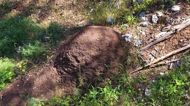 A massive red wood ant(Formica rufa) nest in the Antalya &Ccedil;ığlıkara Nature Reserve; the colony&rsquo;s fascinating natural architecture within the forest ecosystem.