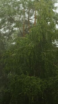 Vertical video. Rain pours over a pine forest as mist moves through evergreen trees in soft daylight.