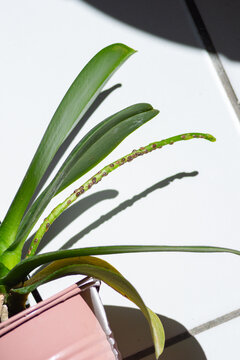 A Phalaenopsis orchid plant in a pink pot shows a scale insect infestation on its green stem. The parasitic infection is visible as brown bumps along the flower spike.