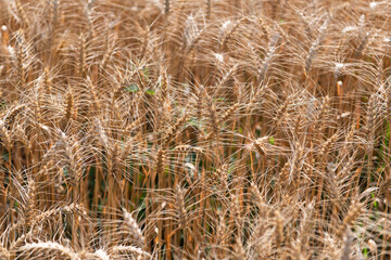 Fototapeta premium Crop field. Seed ripe nature background. Golden crop and ear of wheat. Farmland with field of rye in summer. Agriculture wheat field. Field on an agriculture farm. Farming