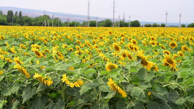 Wide view of blooming sunflower flowers growing in an agricultural field during summer. Bright yellow blossoms illuminated by natural daylight create a vibrant rural landscape associated with farming