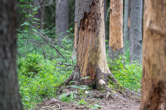 Infested spruce forest suffering from bark beetle attacks, trees eaten by insect drying out and dying, massive invasion of pests in woodlands causing death of forest, regional natural disaster.