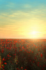 Fototapeta premium Meadow of poppy flowers under beautiful sky at sunrise