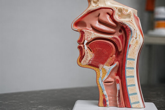 Pharynx Anatomy Model Close Up