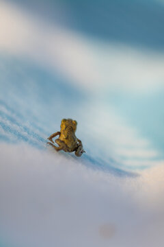 Tiny froglet Rana temporaria moving across cool blue surface in dramatic shallow depth of field.