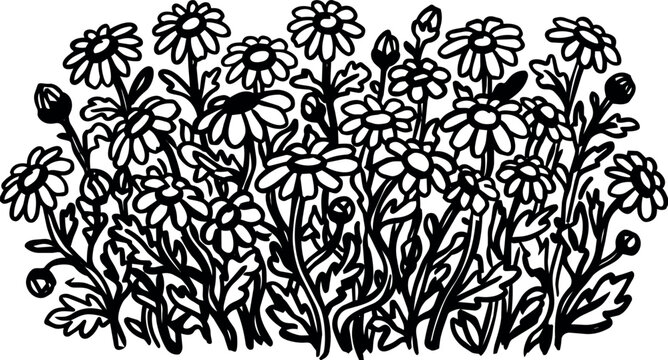 Black and white illustration of daisy flowers with stems and leaves