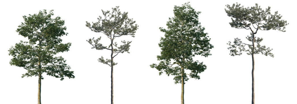 Set of Alns cremastogyne and Pinus elliottii (commonly known as slash pine) frontal isolated png on a transparent background perfectly cutout