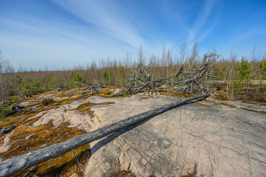 Barren rocky landscape with fallen trees under dramatic blue sky conveying environmental change and resilience.